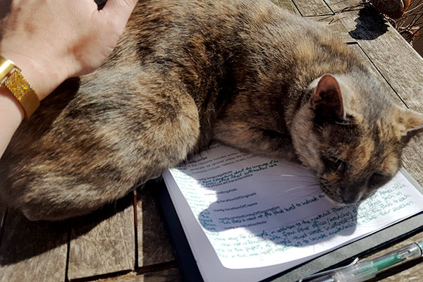 Cat seated on notepad with written notes