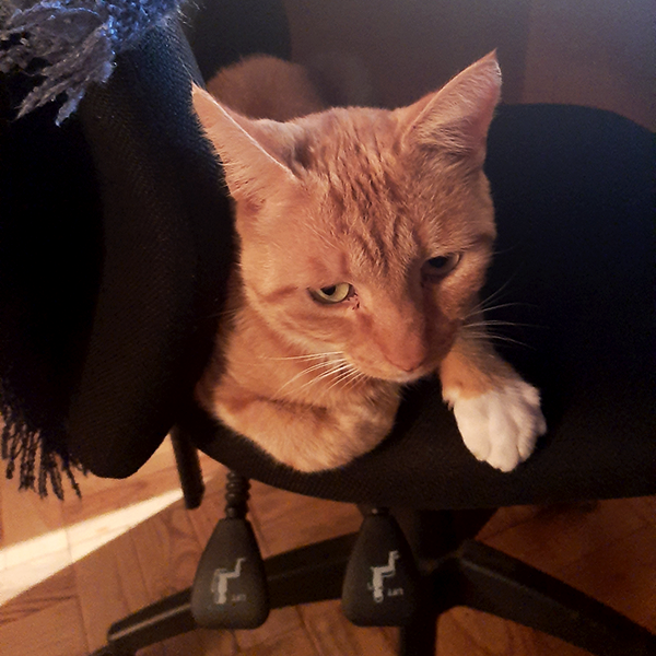 cat seated on office chair infront of desk