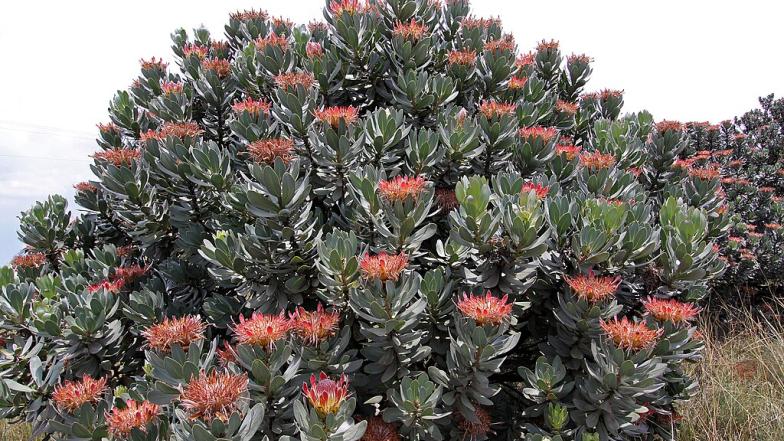 Roupell protea