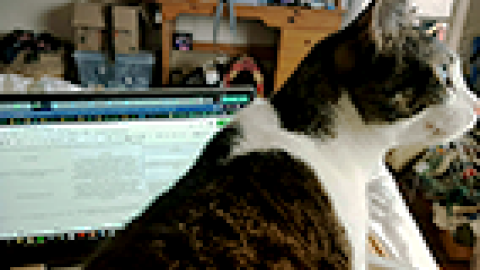 cat sitting on laptop
