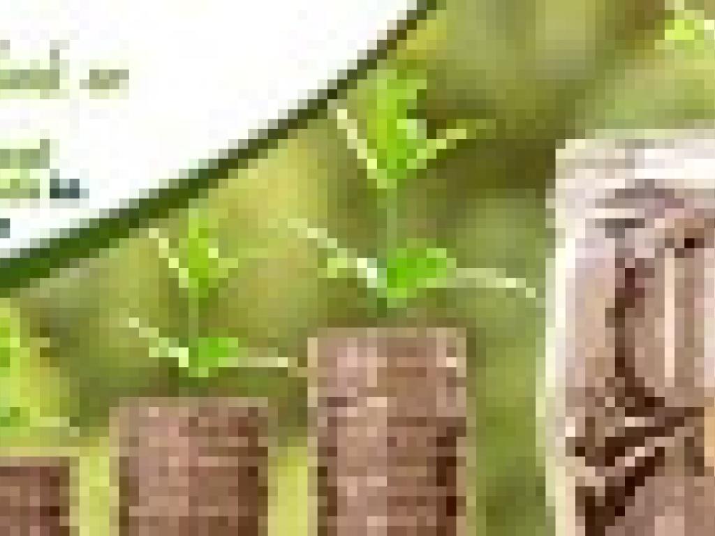 Technical handbook on sustainable bonds cover Technical handbook on sustainable bonds cover