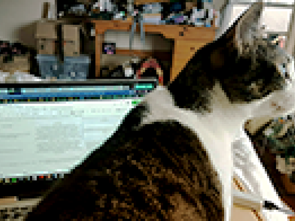 cat sitting on laptop