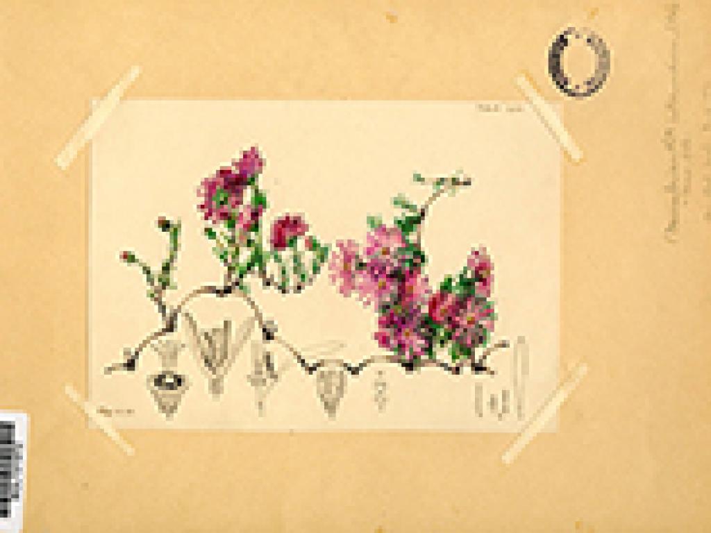 Bolus Herbarium collection Bolus Herbarium collection
